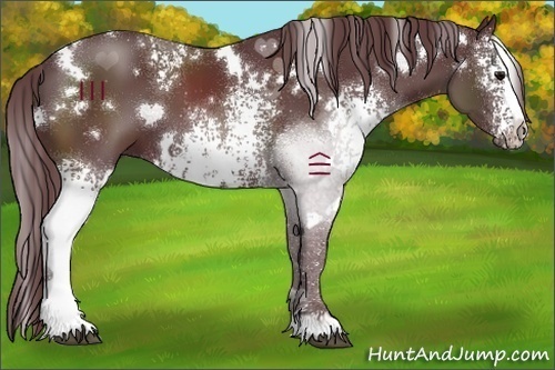Horse Color:White Spotted Chocolate Black 