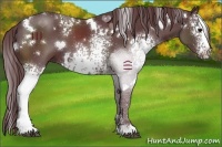 Horse Color:White Spotted Chocolate Black 
