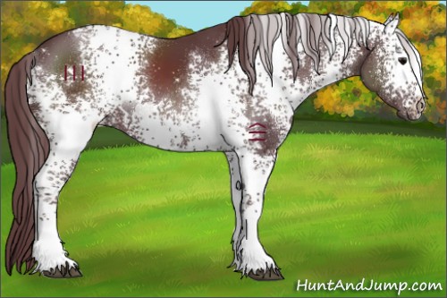 Horse Color:White Spotted Chocolate Black 