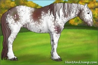 Horse Color:White Spotted Chocolate Black 