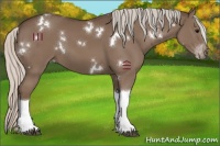 Horse Color:White Spotted Silver Black Tobiano 