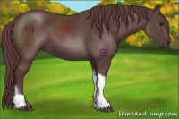 Horse Color:Chocolate Black Tobiano 