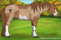 Horse Color:Chestnut Splash Frame and Red Dun Splash Frame