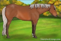 Horse Color:Silver Bay 