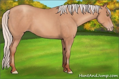 Horse Color:Silver Sable Champagne
