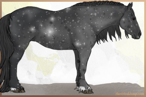 Horse Color:Black 