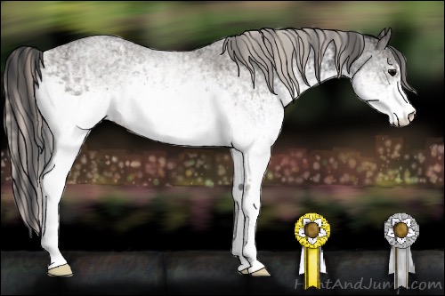 Horse Color:White Spotted Blue Roan Rabicano  and White Spotted Silver Blue Roan Rabicano 