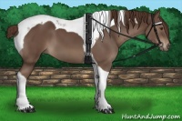 Horse Color:Liver Chestnut Tobiano 