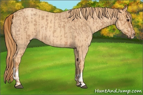 Horse Color:Red Roan  and Gold Champagne Roan 