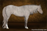 Horse Color:Silver Grullo Roan Sabino 
