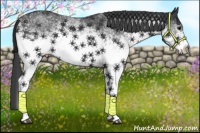 Horse Color:White Spotted Black