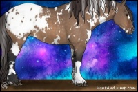Horse Color:White Spotted Brown Dun Appaloosa 