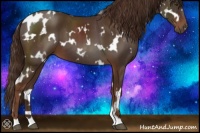 Horse Color:White Spotted Liver Chestnut
