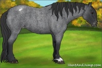 Horse Color:Blue Roan Appaloosa