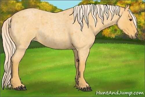 Horse Color:Palomino Roan Rabicano 