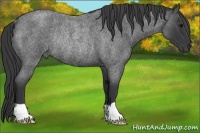 Horse Color:Blue Roan Rabicano