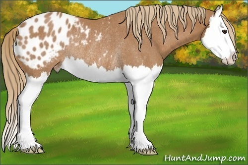 Horse Color:Red Roan Splash Appaloosa Rabicano