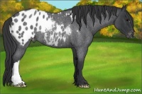 Horse Color:Blue Roan Appaloosa Rabicano