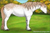 Horse Color:White Spotted Chestnut Rabicano 
