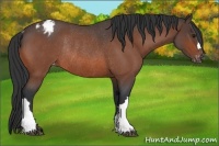 Horse Color:Bay Roan Appaloosa Rabicano