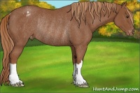 Horse Color:Chestnut Appaloosa Rabicano