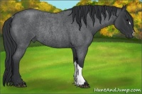 Horse Color:Blue Roan Rabicano 