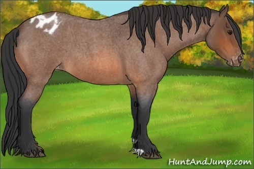 Horse Color:Bay Roan Varnish