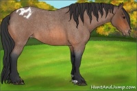 Horse Color:Bay Roan Varnish