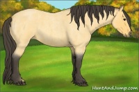 Horse Color:Buckskin Roan 
