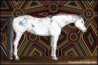 Horse Color:Black Sabino 