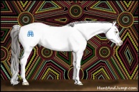 Horse Color:Bay Dun Sabino Splash