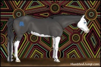 Horse Color:Black Splash 