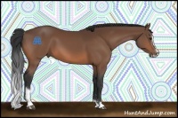 Horse Color:Bay Sabino