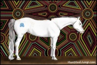 Horse Color:Bay Dun Sabino Splash
