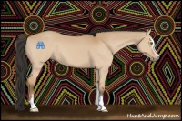 Horse Color:Bay Dun Sabino 