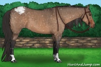 Horse Color:Brown Dun Appaloosa 