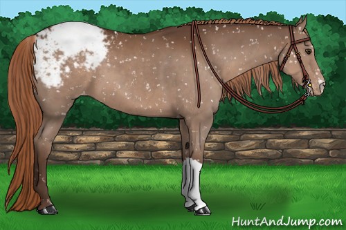 Horse Color:Liver Chestnut Appaloosa