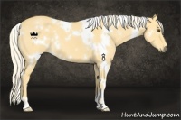 Horse Color:White Spotted Palomino Dun 