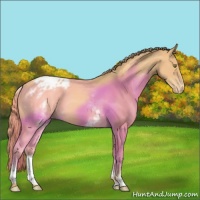 Horse Color:White Spotted Gold Champagne Varnish 
