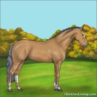 Horse Color:Watercolor Bay Sabino 