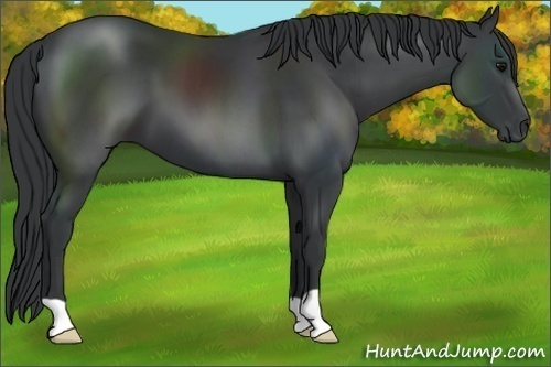 Horse Color:Black 
