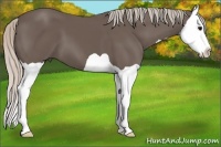 Horse Color:Silver Black Splash 