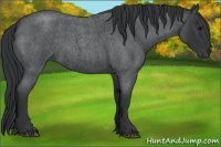 Horse Color:Blue Roan 