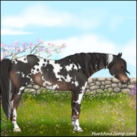Horse Color:White Spotted Liver Chestnut Rabicano 