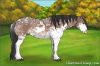 Horse Color:Bay Ice Sabino Rabicano 