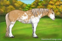 Horse Color:Palomino Sabino 