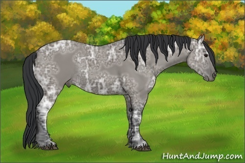 Horse Color:Grullo Ice Rabicano