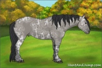 Horse Color:Grullo Ice Rabicano