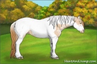 Horse Color:Bay Ice Roan Pearl Tobiano Frame Appaloosa