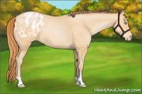 Horse Color:Buckskin Pearl Appaloosa 
